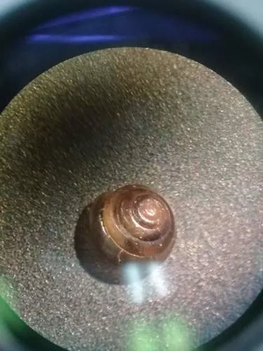 Tawny Glass-snail