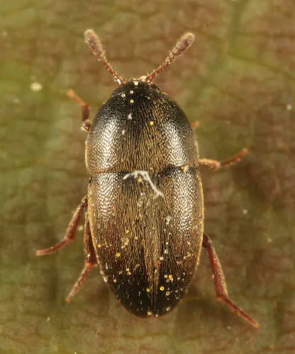 Colon asperatum