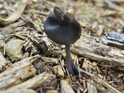Helvella fallax
