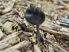 Helvella fallax thumbnail 1