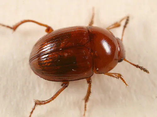 Leiodes appalachiana
