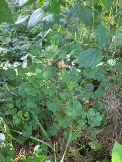 great yellow woodsorrel thumbnail 3