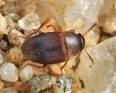 Sciodrepoides terminans thumbnail 2