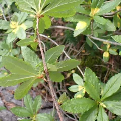 Exobasidium burtii thumbnail 4