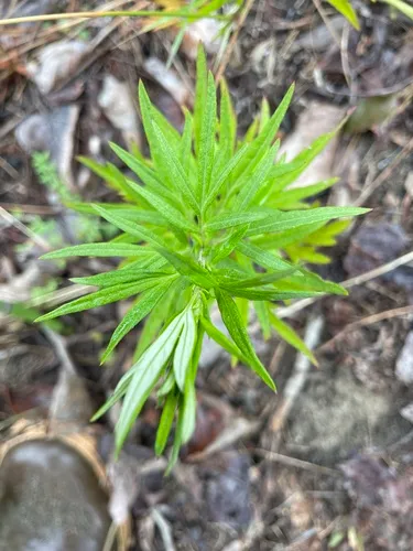 Chinese Mugwort