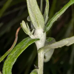 Trupanea californica thumbnail 1