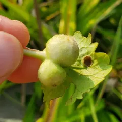 Glechoma gall wasp thumbnail 4