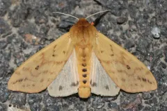 Isabella Tiger Moth thumbnail 5