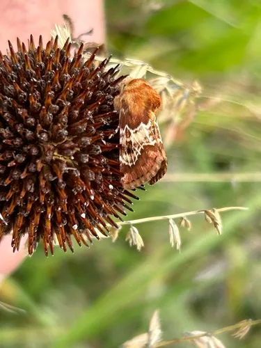 Northern Flower Moth