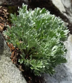 Three-fork Wormwood thumbnail 2