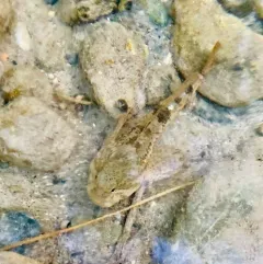Bonneville Sculpin thumbnail 4