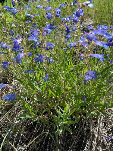 Matroot Penstemon