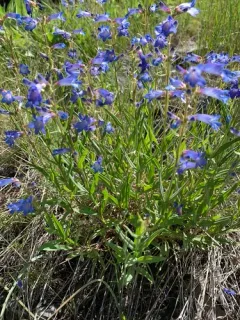 Matroot Penstemon thumbnail 1