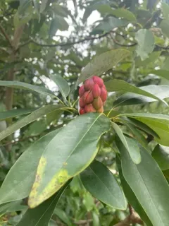 sweetbay magnolia thumbnail 4