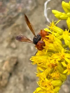 Eucerceris superba thumbnail 2