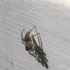 Dimorphic Jumping Spider thumbnail 5