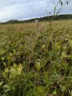 Downy willowherb thumbnail 1