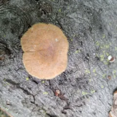 Hairy Oyster Mushroom thumbnail 5