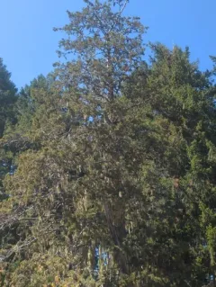 baker's cypress thumbnail 1