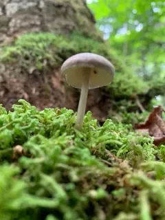 Pluteus oreibatus thumbnail 4