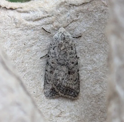 Civil Rustic Moth