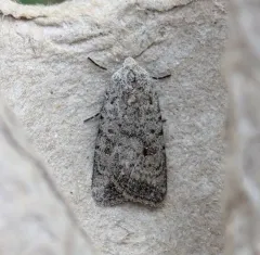 Civil Rustic Moth thumbnail 1