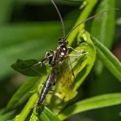 Cratichneumon sublatus thumbnail 3