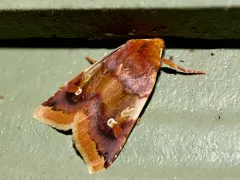 Agrochola pulchella thumbnail 3