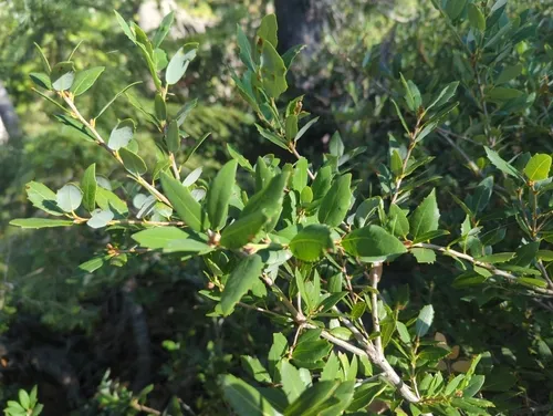 huckleberry oak