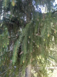 Brewer's spruce thumbnail 2