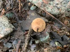 Inosperma apiosmotum thumbnail 2