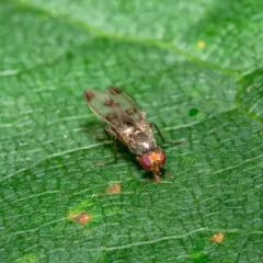 Cereal Fly thumbnail 4