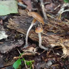 Blue-foot thumbnail 3