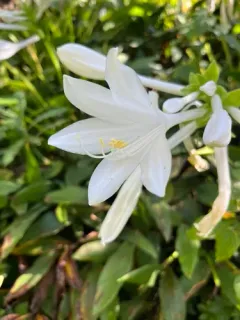 Scented hosta thumbnail 2