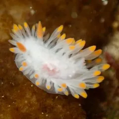 Cockerell's Dorid thumbnail 1