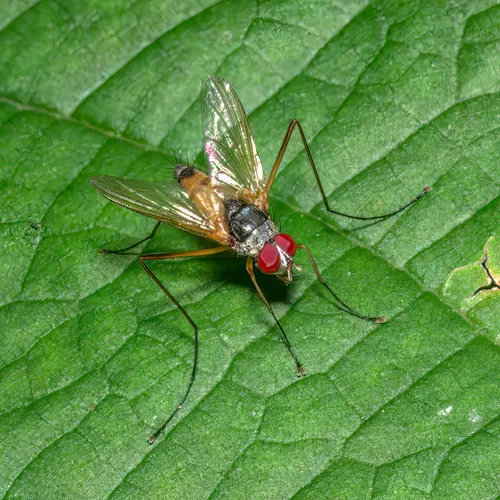 Cholomyia inaequipes