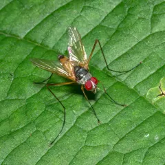 Cholomyia inaequipes thumbnail 1