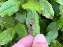 Coptodisca magnella thumbnail 1