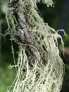Straw Beard Lichen thumbnail 2