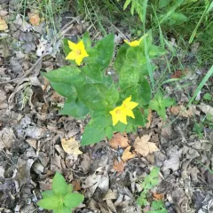 Dotted Loosestrife thumbnail 3