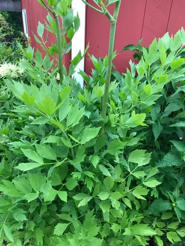 Lovage