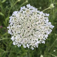wild carrot thumbnail 4