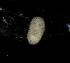 Janna's Dorid thumbnail 4