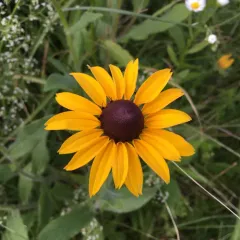 black-eyed Susan thumbnail 4