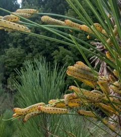 Red-headed Pine Sawfly thumbnail 3