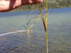 Sheathed Pondweed thumbnail 2