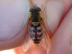 Six-spotted Flower Fly thumbnail 2