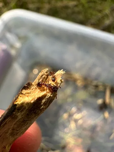Canadian Robber Ant