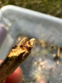 Canadian Robber Ant thumbnail 1