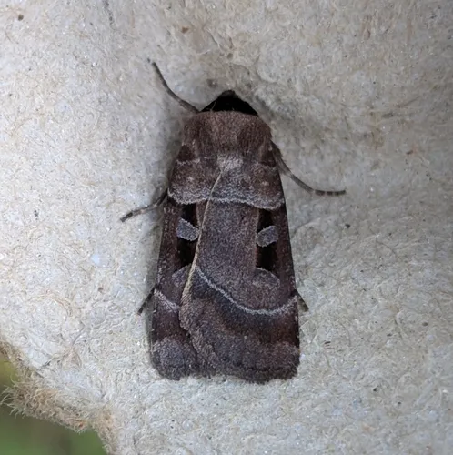 Collared Dart